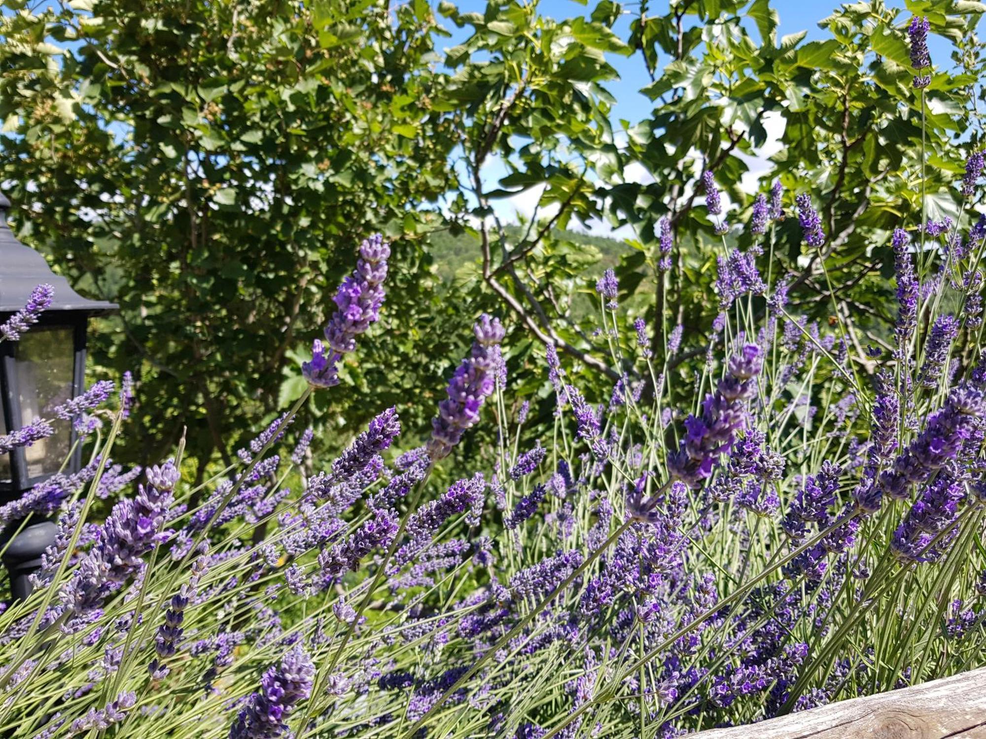 Cannabis Clinic & Restaurant Gubbio Exterior foto