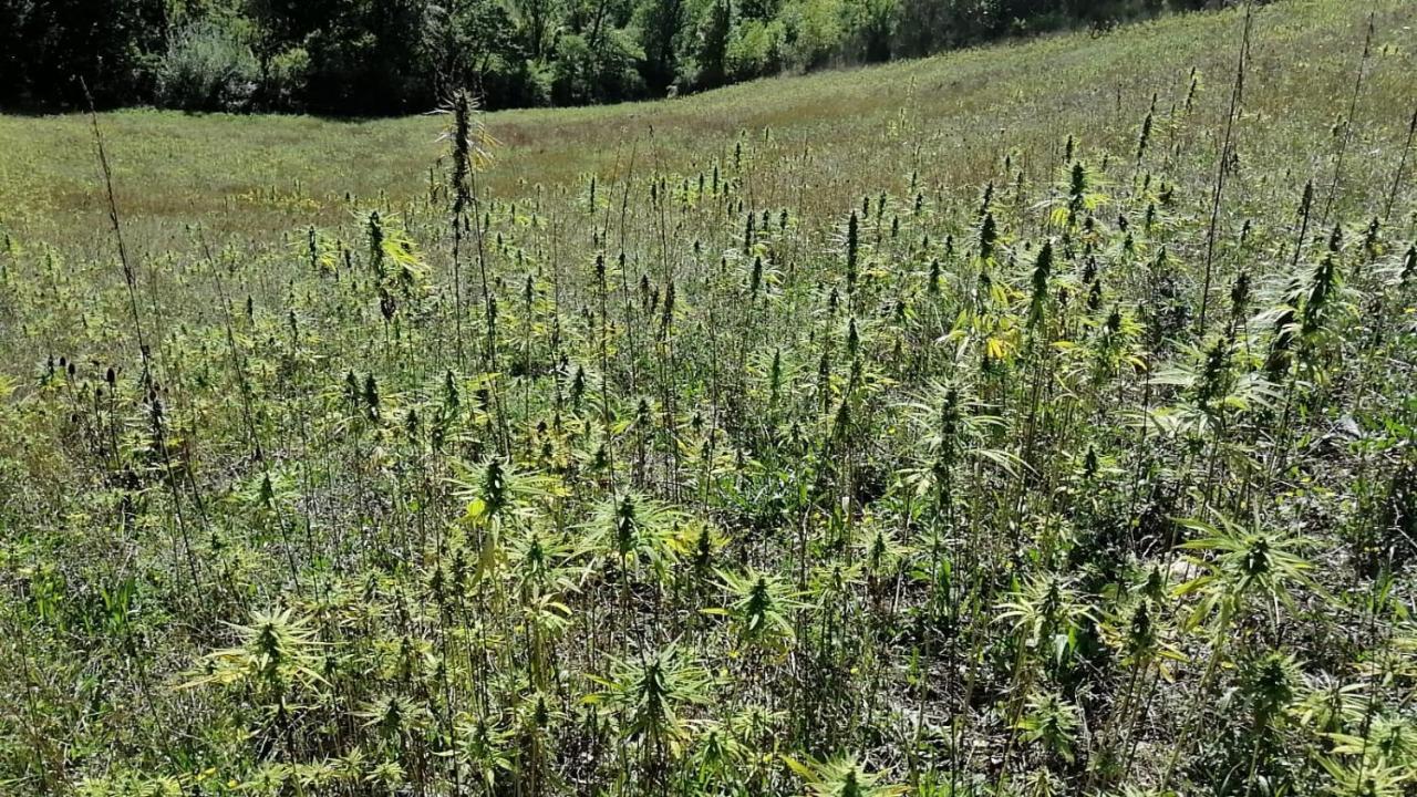 Cannabis Clinic & Restaurant Gubbio Exterior foto